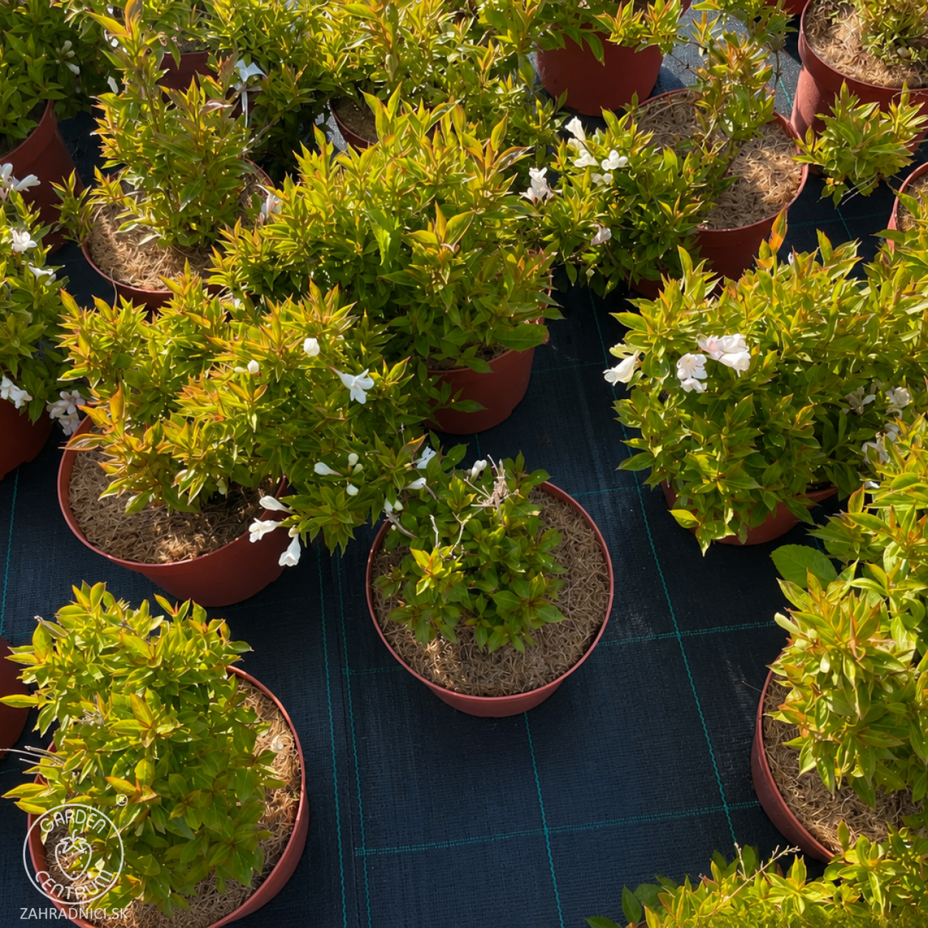 Obrázok Vajgela kvetnatá (Weigela florida) ‘PICOBELLA BIANCO’- výška 25-35 cm, kont. C3L